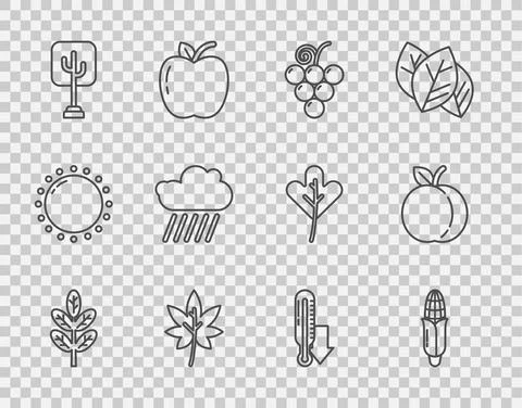 Set line Leaf or leaves, Corn, Grape fruit, Tree, Cloud with rain, Meteorology Stock Illustration