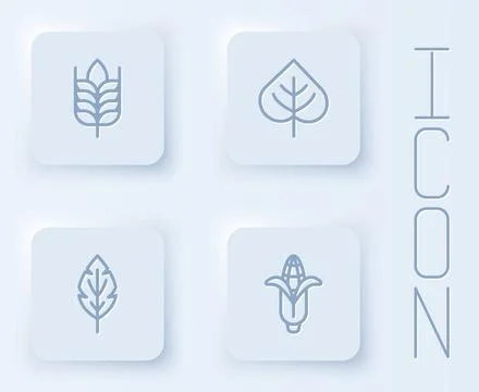 Set line Wheat, Leaf, and Corn. White square button. Vector Stock Illustration