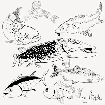 Set of linear drawing fishes, vector illustration Stock Illustration