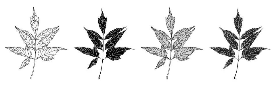 Set of linear graphics and silhouettes of ash-leaved maple leaves Stock Illustration