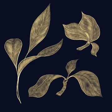 Set of linear illustrations of leaves on twigs, gold shading on a black backg Stock Illustration