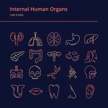 Set of linear vector colorful icons of human internal organs. Stock Illustration
