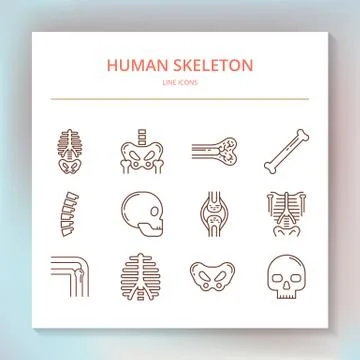 Set of linear vector icons of the human skeleton. Stock Illustration