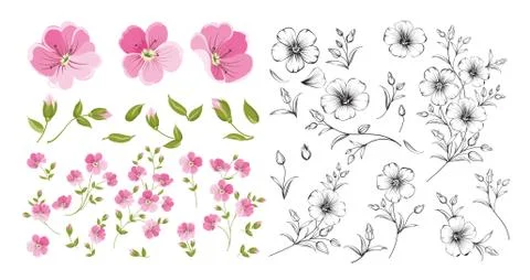 Set of linum flower elements. Collection of flax flowers on a white background Stock Illustration
