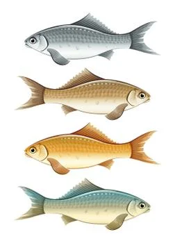 Set of live colour fish Stock Illustration