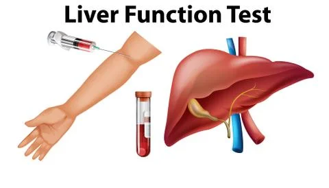 Set of liver function test for education Stock Illustration
