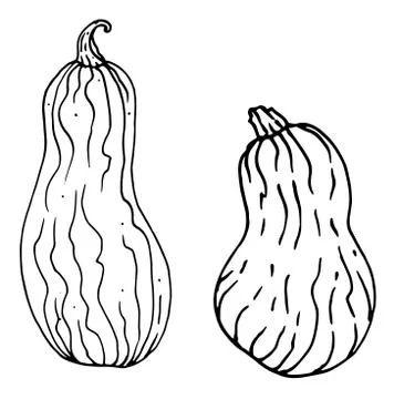 A set of long walnut pumpkin or zucchini drawn ink vector illustrations isolated Stock Illustration