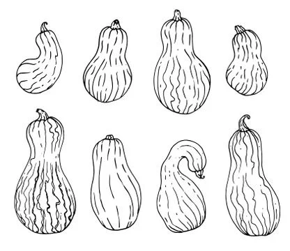 A set of long walnut pumpkin or zucchini drawn ink vector illustrations isolated Stock Illustration