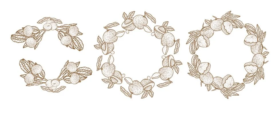 Set of longan fruit frames for labels and food or cosmetic designs. Stock Illustration