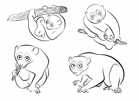 Set loris funny outline vector element Stock Illustration