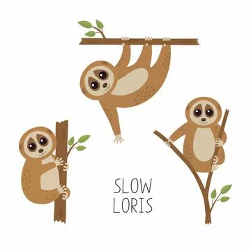 Set of loris on tree branches. Cute lorises vector illustration collection. Stock Illustration