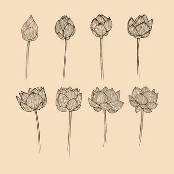Set Lotus flower collection vector illustration with line art Stock Illustration