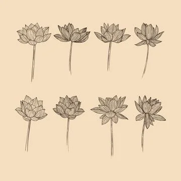 Set Lotus flower collection vector illustration with line art Stock Illustration