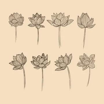 Set Lotus flower collection vector illustration with line art Stock Illustration