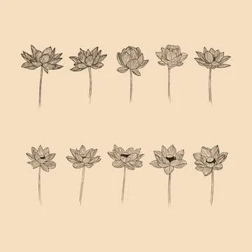 Set Lotus flower collection vector illustration with line art Stock Illustration