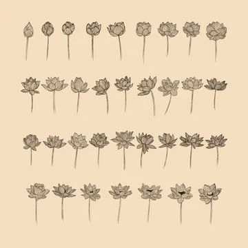 Set Lotus flower collection vector illustration with line art Stock Illustration