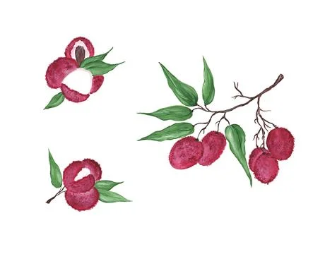 Set of lychee, fresh berries isolated on white background. Lychee fruits on a Illustrazione stock
