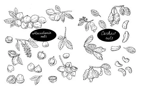 Set of Macadamia and cashew nuts brunch outline sketch background Stock Illustration