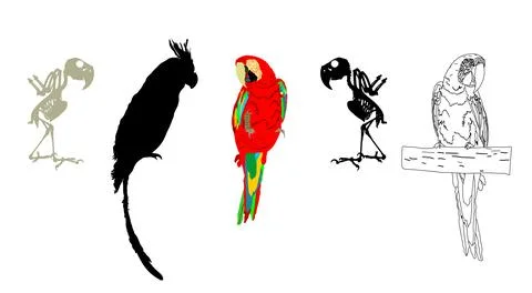 Set of Macaw parrot skeleton vector silhouette illustration Stockillustratie