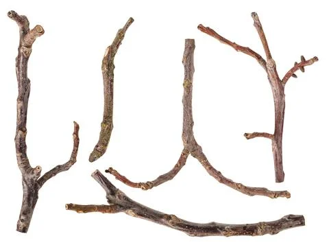 Set of macro dried tree twigs isolated on white Stock Photos