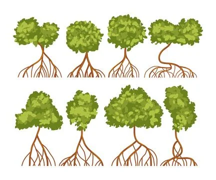 Set of mangrove tree collection with roots and green leaves, isolated on wh.. Stock Illustration