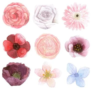 Set of many flowers Stock Illustration