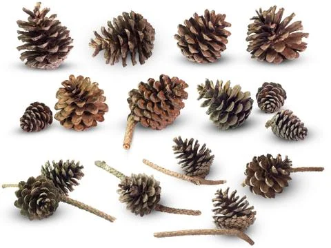 Set many of pine cone on white background. Stock Photos