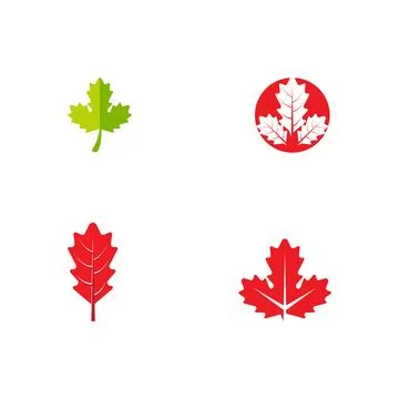 Set Maple leaf vector illustration イラスト素材
