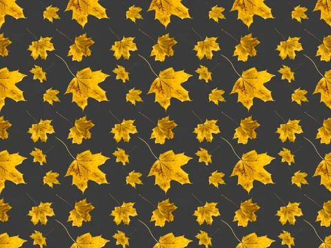Set of maple leaves Stock Photos