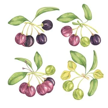 Set of maqui berry branches Stock Illustration