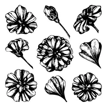 Set of marigold flowers vector line art. Flowering plant, bud, petal. Garden  Stock Illustration