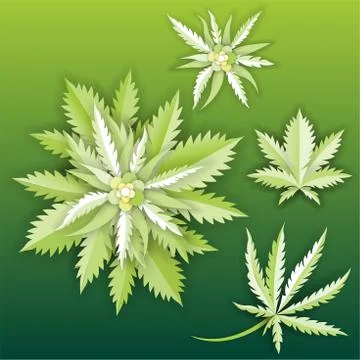 Set of Marijuana or cannabis vector leaf Stock Illustration
