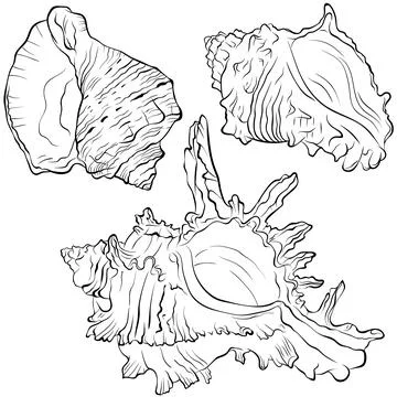 Set of marine spiked shells of various shapes line art Stock Illustration