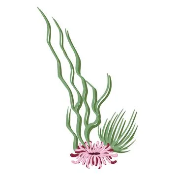 Set of marine vector plants, drawn algae Illustrazione stock