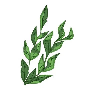 Set of marine vector plants,  drawn algae Stock Illustration