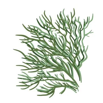 Set of marine vector plants, drawn algae Stock Illustration
