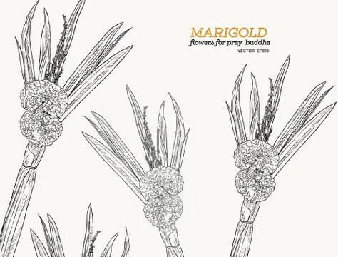 Set of marrigold flower sketch vector. Stock Illustration