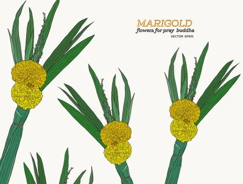 Set of marrigold flower sketch vector. Stock Illustration