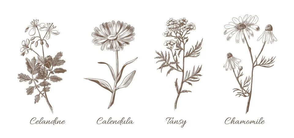 Set of Medicinal Herbs Stock Illustration