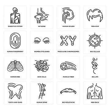 Set of Men Back, Big Moustache, Tooth and Gums, Muscle Fiber, Human Ribs, Mas Selección de ilustraciones gratis