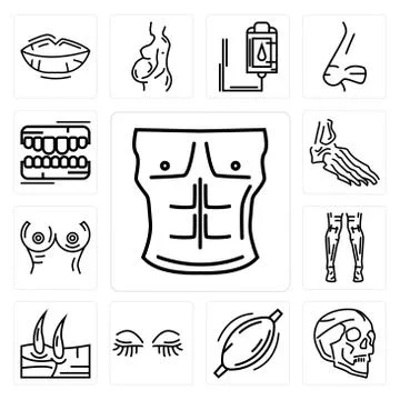 Set of Men Chest, Human Skull, Muscle, Women Eyelashes, Knee, Back Side Of Le Free Stock Illustration