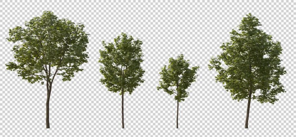Set of middle and small trees sycamore platanus maple street trees png Illustrazione stock