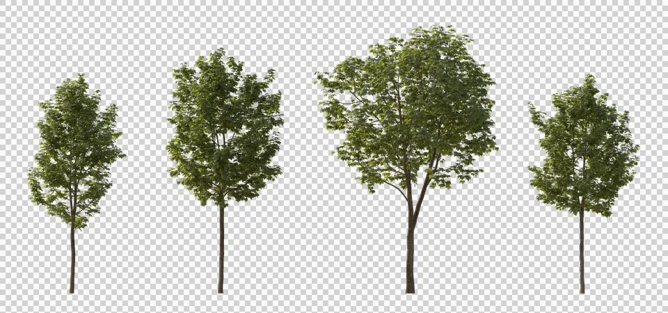 Set of middle and small trees sycamore platanus maple street trees 2 png Illustrazione stock