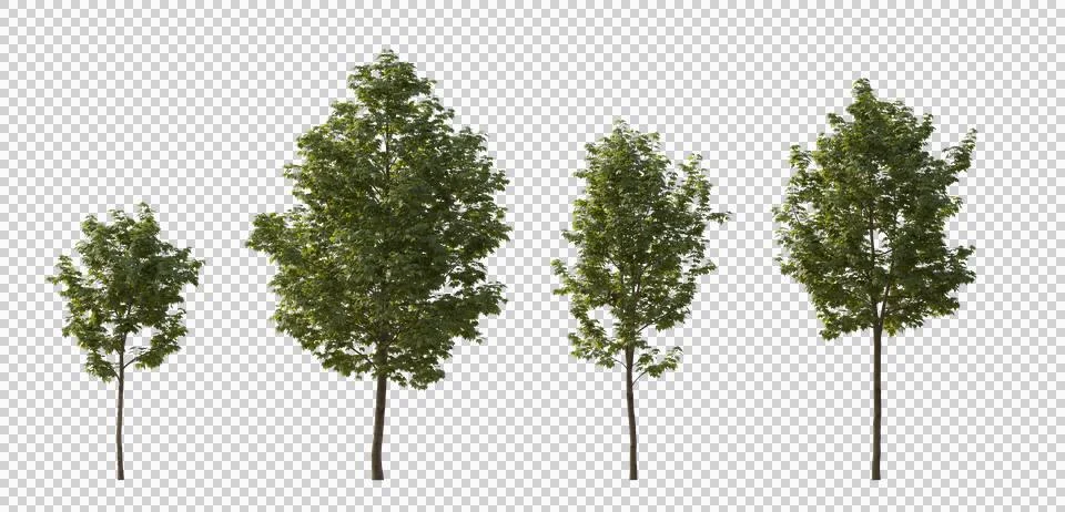 Set of middle and small trees sycamore platanus maple street trees png Illustrazione stock