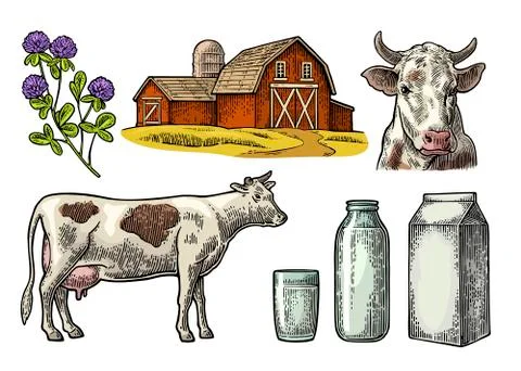 Set Milk farm. Cow head, clover, box carton package, glass and bottle. Stock Illustration