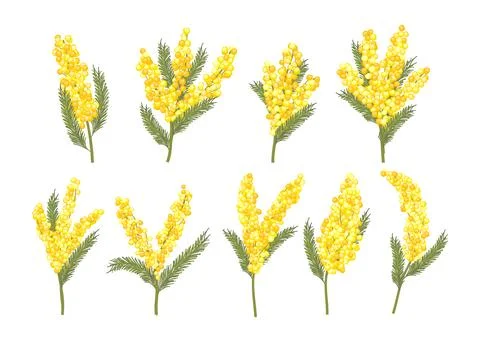 Set of Mimosa flower branches collection kit, Blooming spring flower, yello.. Stock-Illustration