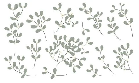 Set of minimal mistletoe branches and berries in soft green. Botanical wint.. Stock Illustration