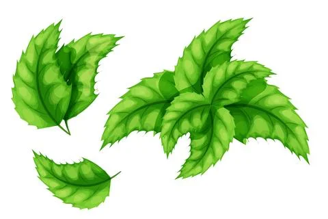Set Mint, peppermint leaves, mentol herb in cartoon style isolated on white Illustrazione stock