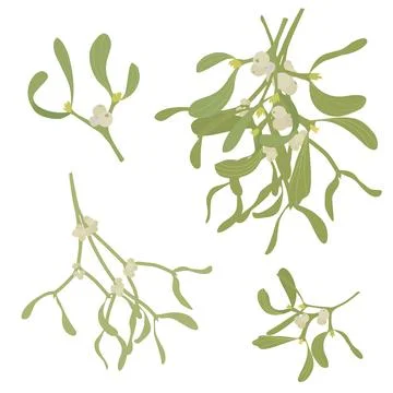 Set of mistletoe sprigs on a white background. Vector illustration Stock Illustration