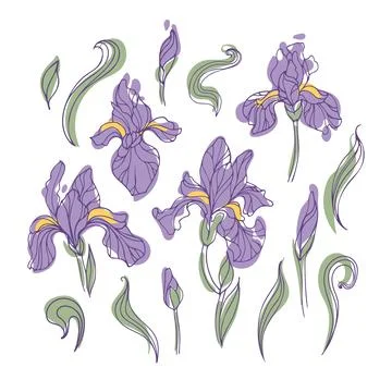 Set of modern bright iris flowers on a white background. Botanical vector Stock Illustration